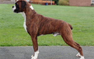 Boxer Dog Images