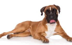 Boxer Dog Photos