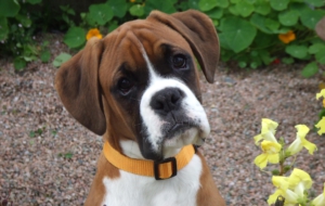 Boxer Dog Pictures