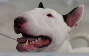 Bull Terrier 4K