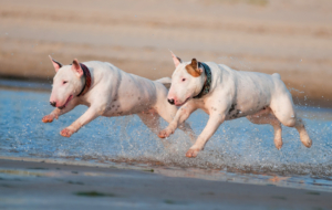 Bull Terrier HD Background