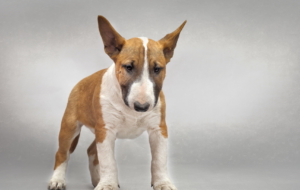 Bull Terrier HD Deskto