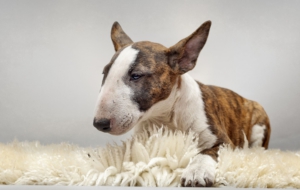 Bull Terrier HD Wallpaper