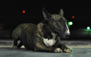 Bull Terrier High Quality Wallpapers