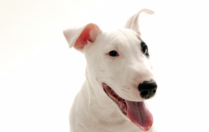 Bull Terrier Images
