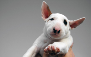 Bull Terrier Widescreen