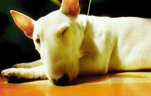 Bull Terrier For Deskto