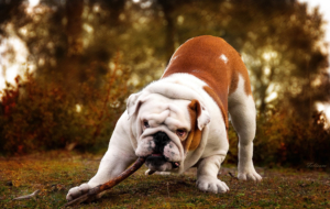 Bulldog High Definition