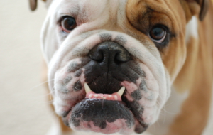 Bulldog Images