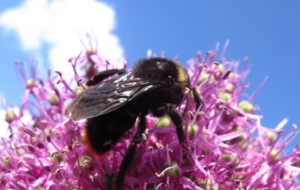 Bumble Bee 4K Bumble Bee 4K