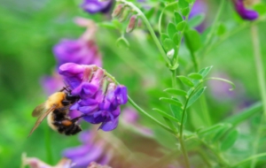 Bumble Bee Background Bumble Bee Background