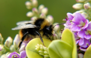 Bumble Bee Computer Wallpaper Bumble Bee Computer Wallpaper