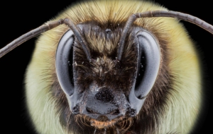 Bumble Bee HD Bumble Bee HD