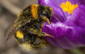 Bumble Bee HD Deskto Bumble Bee HD Deskto