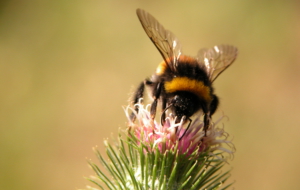 Bumble Bee HD Wallpaper Bumble Bee HD Wallpaper