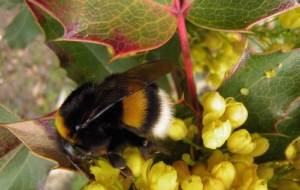 Bumble Bee Wallpaper Bumble Bee Wallpaper