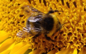 Bumble Bee Wallpapers Bumble Bee Wallpapers