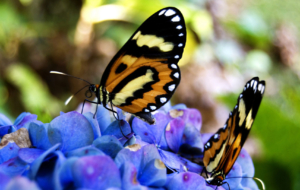 Butterfly High Definition Butterfly High Definition
