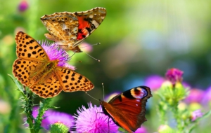 Butterfly Wallpapers Butterfly Wallpapers