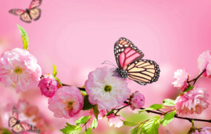 Butterfly Widescreen Butterfly Widescreen