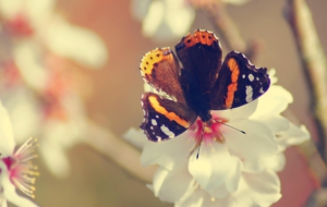 Butterfly For Deskto Butterfly For Deskto