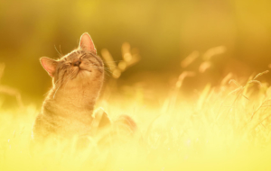 Cat High Quality Wallpapers Cat High Quality Wallpapers