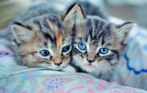 Cat Pictures Cat Pictures