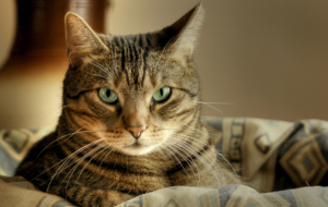 Cat Wallpaper Cat Wallpaper