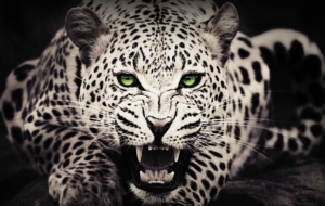 Cheetah HD Background