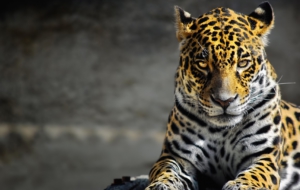 Cheetah HD Wallpaper