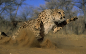 Cheetah High Definition