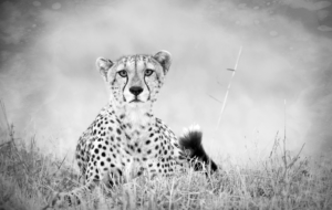 Cheetah High Definition Wallpapers
