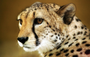 Cheetah High Quality Wallpapers