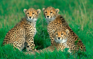 Cheetah Pictures