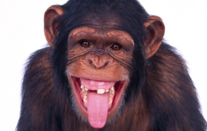Chimpanzee HD