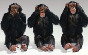 Chimpanzee High Definition Wallpapers