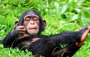 Chimpanzee Widescreen