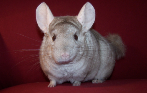Chinchilla Background Chinchilla Background