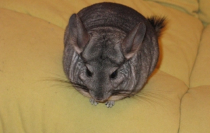 Chinchilla Deskto Chinchilla Deskto