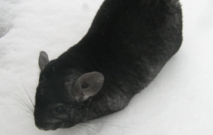 Chinchilla HD Chinchilla HD