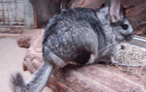 Chinchilla HD Wallpaper Chinchilla HD Wallpaper