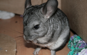 Chinchilla High Definition Wallpapers Chinchilla High Definition Wallpapers