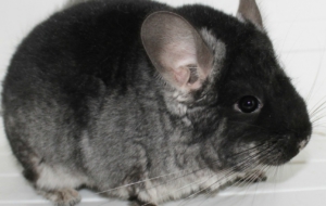 Chinchilla Pictures Chinchilla Pictures