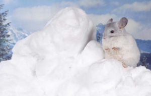 Chinchilla Widescreen Chinchilla Widescreen