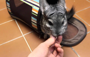 Chinchilla For Deskto Chinchilla For Deskto