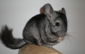 Chinchilla Full HD Chinchilla Full HD