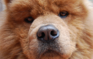 Chow Chow Background