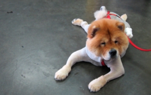 Chow Chow Computer Wallpaper