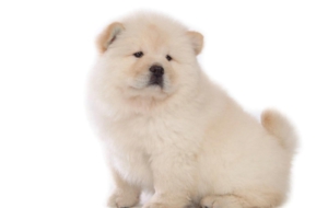 Chow Chow Deskto