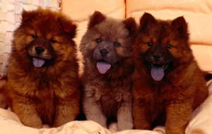 Chow Chow HD Background